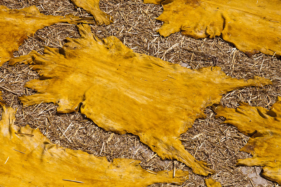  Drying goat skin at The tanneries of Fez   Morocco